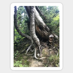 Beautiful Tree Roots Sticker